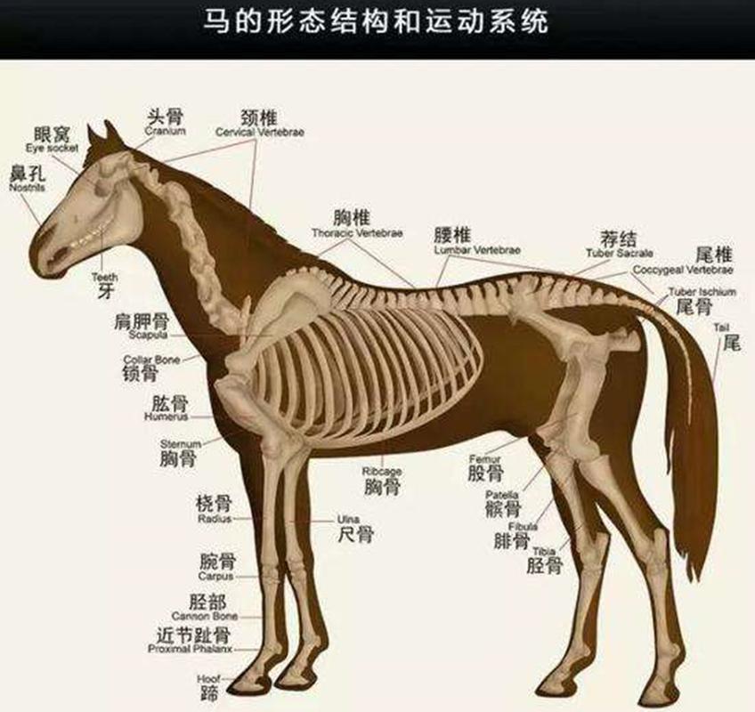 馬有幾個胃