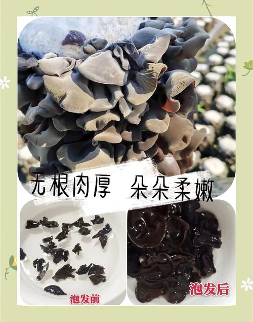 生酮可以吃黑木耳嗎