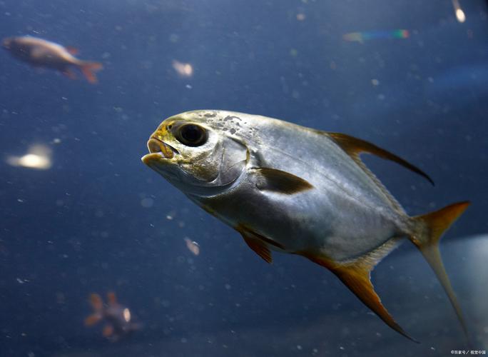 鰹魚有魚鱗嗎?深度解析其鱗片特徵與海洋生態角色 1 鰹魚有魚鱗嗎