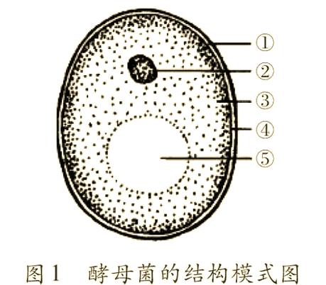 酵母菌是真菌嗎