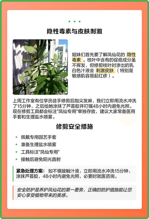 鳳仙花如何修剪?掌握正確時機與手法,讓花兒開得更旺盛又水噹噹 3 鳳仙花如何修剪