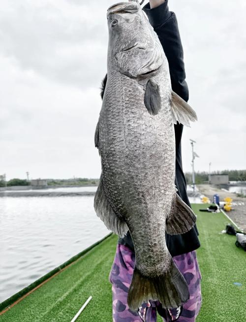 金目鱸魚刺多嗎