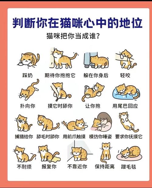 貓咪怎麼認主人