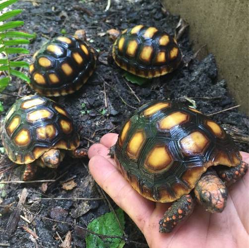 紅腿象龜是保育類嗎?深入解析其保育現況、台灣法規與飼養責任 3 紅腿象龜是保育類嗎