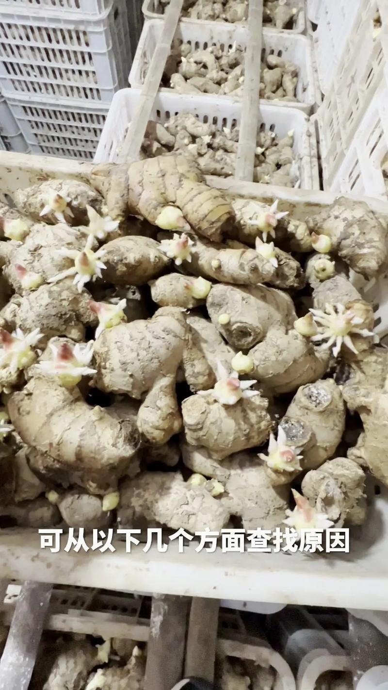 薑長芽可以種嗎
