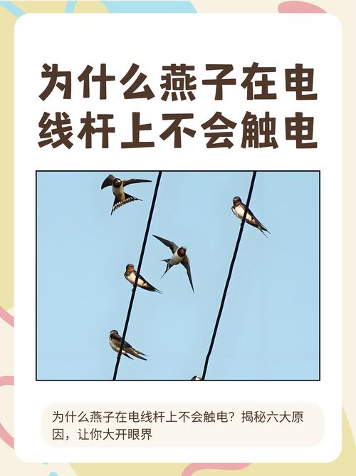 燕子怎麼交配?探究牠們的愛情習俗、築巢奧秘與繁殖策略 1 燕子怎麼交配