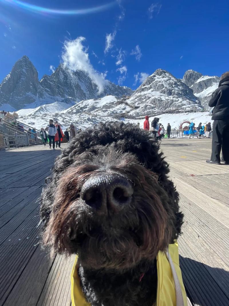 可以帶狗狗去泰國嗎