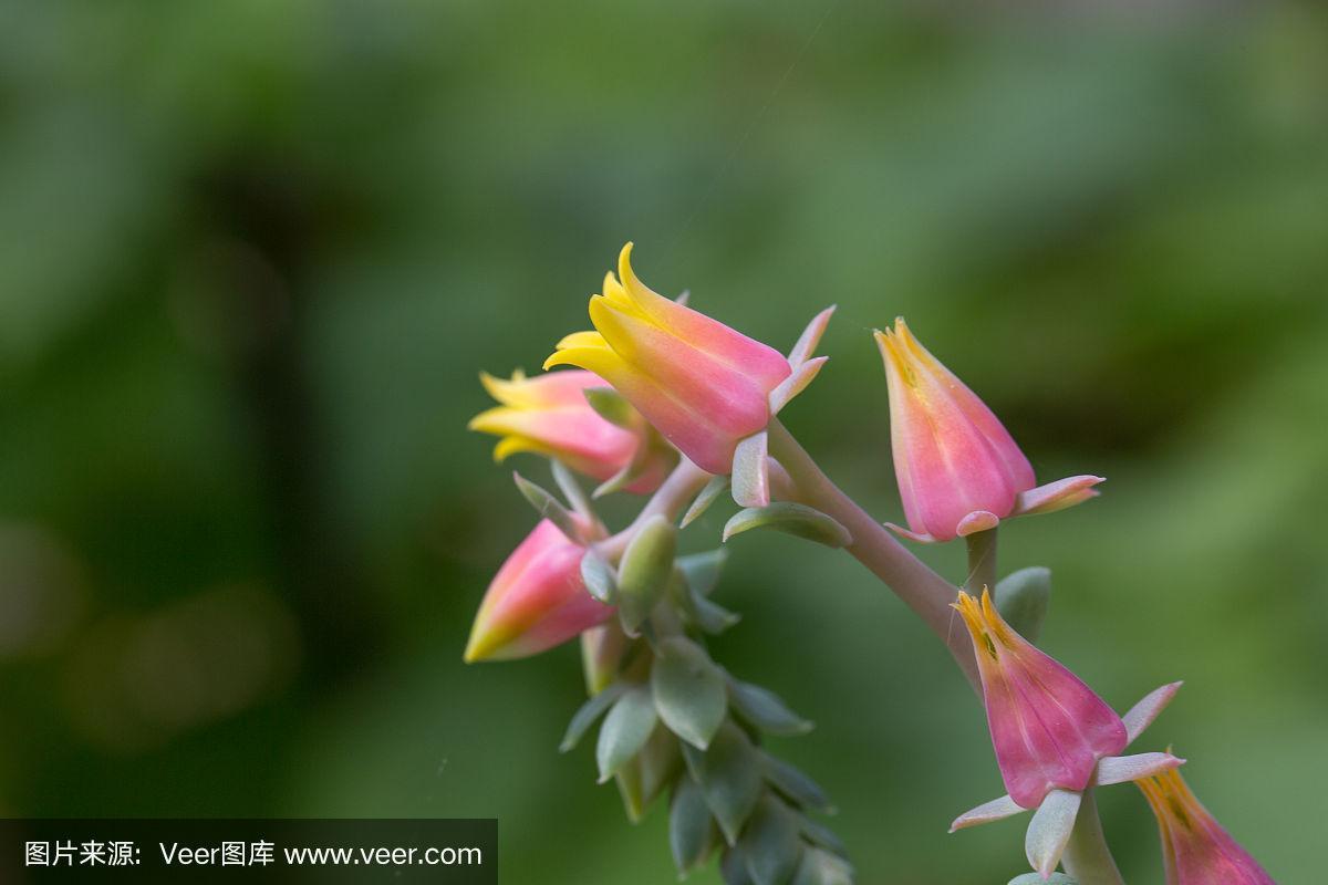 石蓮花開花