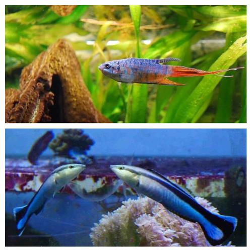 魚真的只有7秒記憶嗎