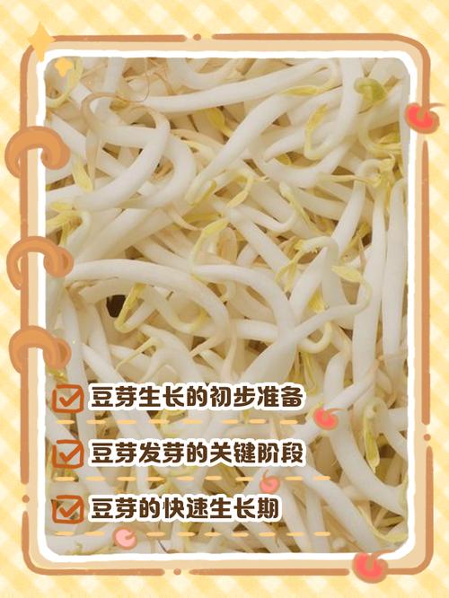 豆芽菜要種多久
