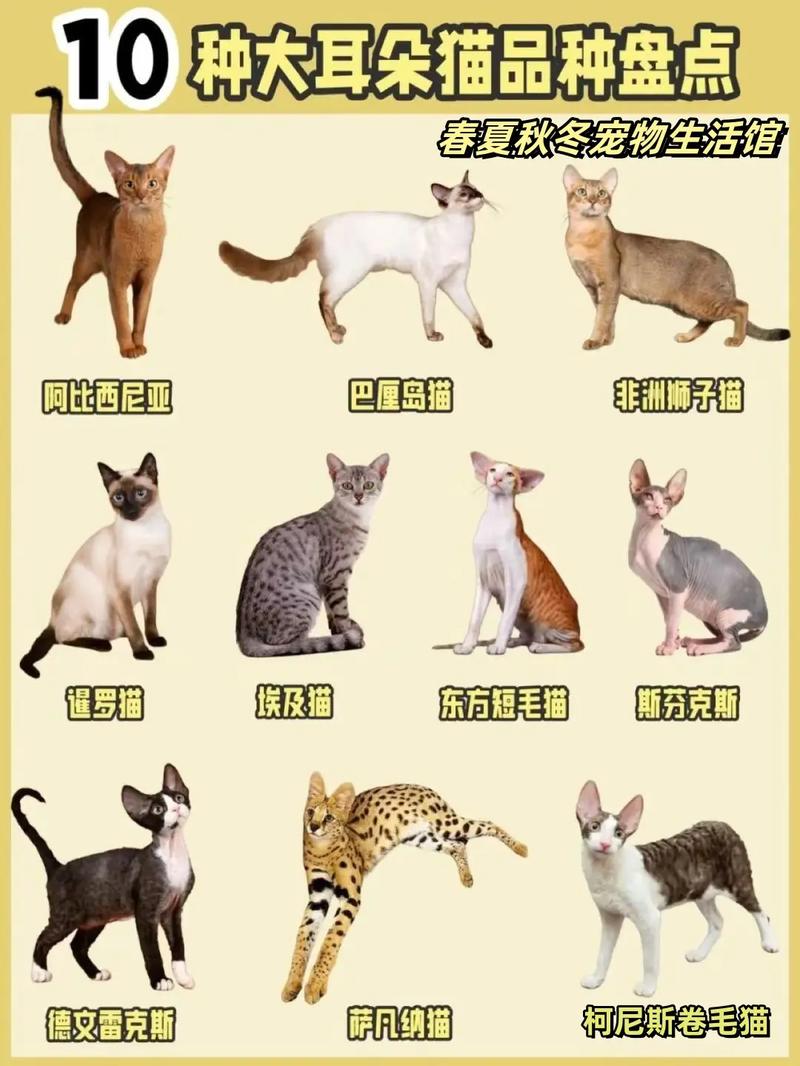 為什麼土耳其那麼多貓?探尋伊斯坦堡街貓文化的獨特根源 1 為什麼土耳其那麼多貓