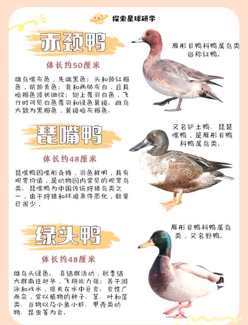 鴨是鳥類嗎