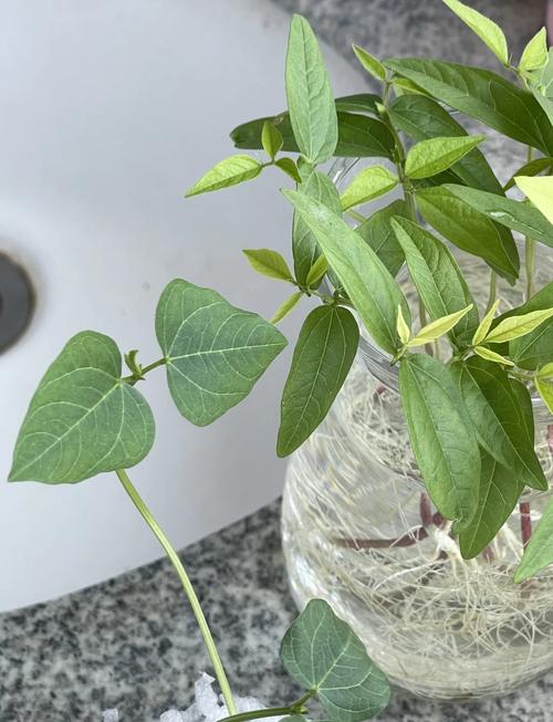 小豆苗是什麼豆