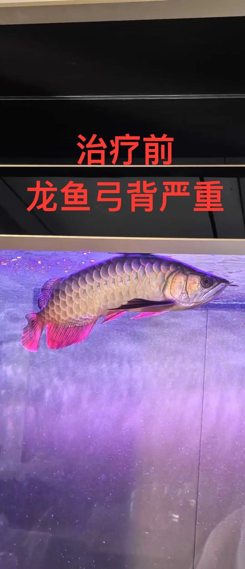 龍魚厚道怎麼看