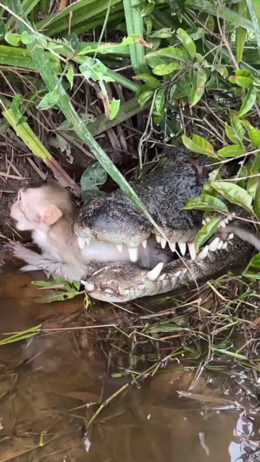 鱷魚為什麼都不動?揭開牠們「靜止」背後的生存奧秘! 3 鱷魚為什麼都不動