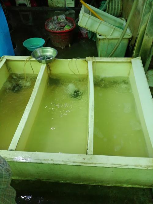 台灣山椒魚還剩幾隻?保育困境與希望的真實數字 1 台灣山椒魚剩幾隻