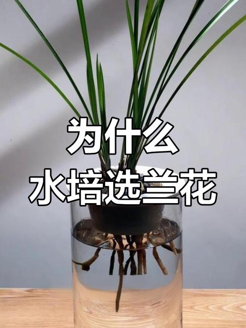 蘭花多少水