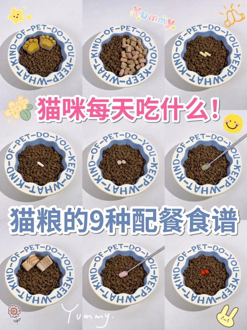 老貓一天吃幾餐