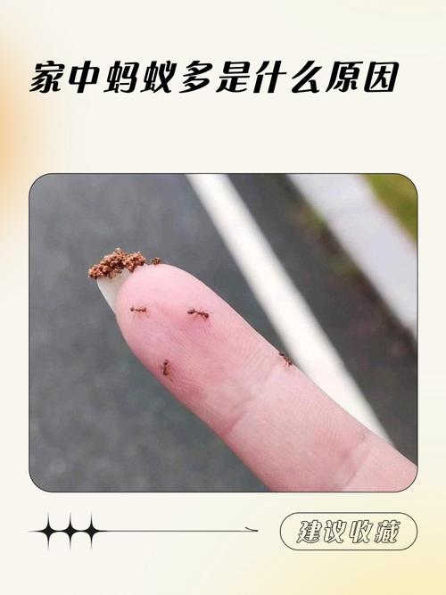 房間有螞蟻代表什麼?從居家衛生到潛在警訊的深度解析 3 房間有螞蟻代表什麼