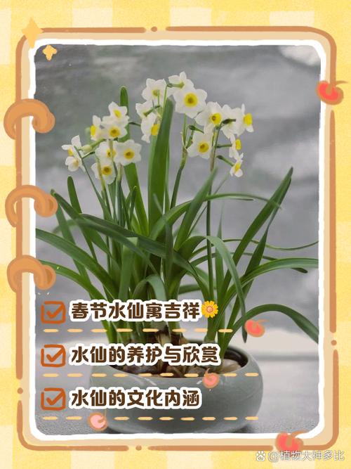 水仙是什麼梗