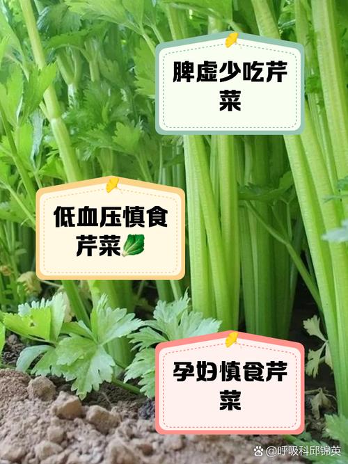 芹菜吃太多會怎樣?深入解析過量攝取的影響與日常飲食注意事項 1 芹菜吃太多會怎樣