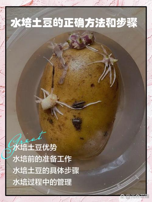 如何避免馬鈴薯發芽
