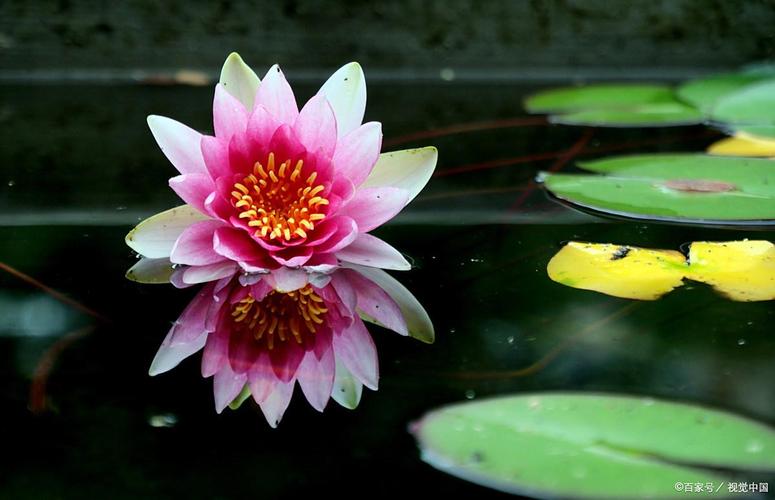 出水芙蓉是什麼花