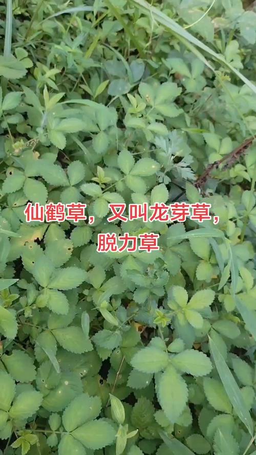 化療可以吃仙草嗎?化療期間的飲食迷思大破解 3 化療可以吃仙草嗎