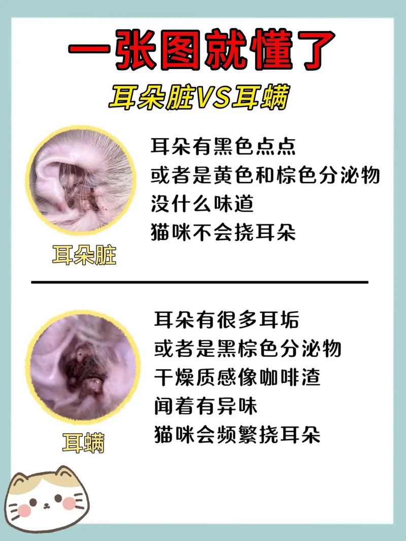 如何判斷濕耳乾耳?專業解析與日常辨別指南 3 如何判斷濕耳乾耳