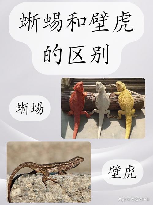 為什麼要用壁虎