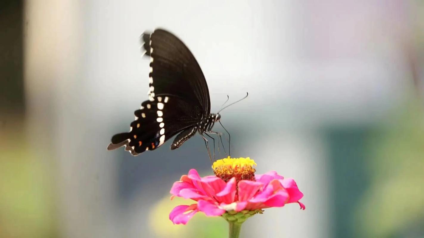蝴蝶會吃花蜜嗎