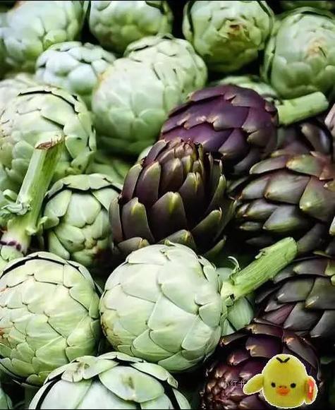 什麼人不能吃朝鮮薊