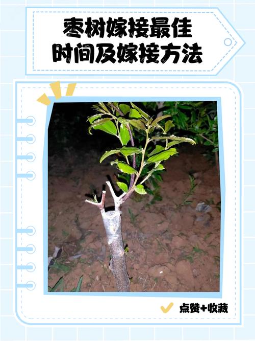 什麼叫做嫁接