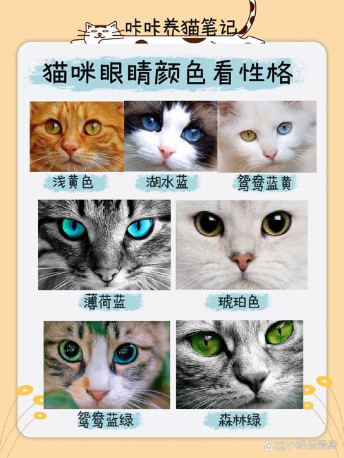 貓咪看不到什麼色?揭開毛孩的繽紛視覺奧秘,不再對牠們的眼中的世界猜測 3 貓咪看不到什麼色