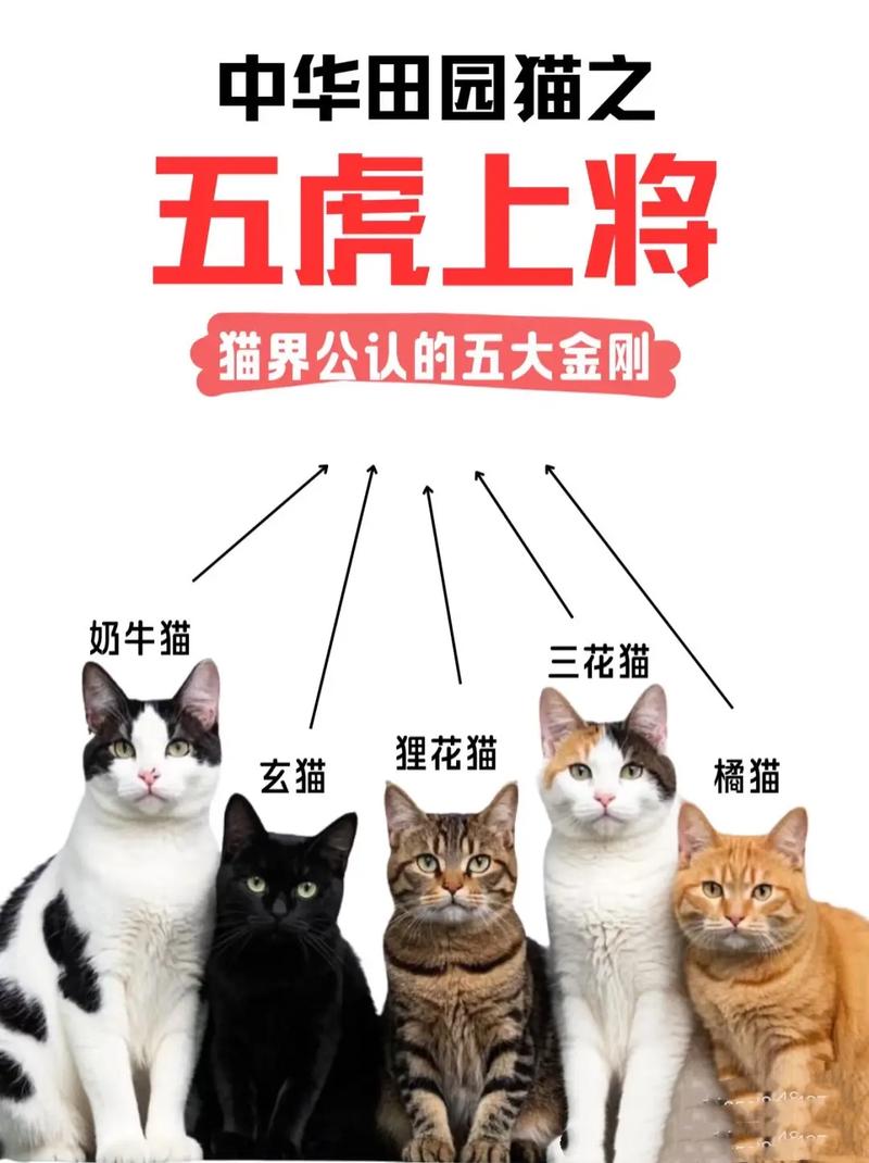 石虎會喵喵叫嗎?探究石虎的聲音世界與野外辨識 3 石虎會喵喵叫嗎