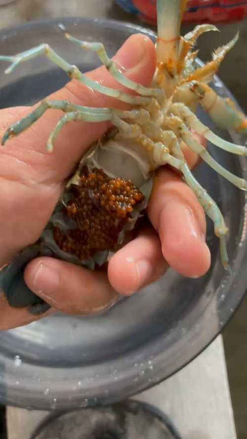 龍蝦為什麼要脫殼?牠的成長蛻變之旅大揭密,以及脫殼期的危機與轉機! 3 龍蝦為什麼要脫殼