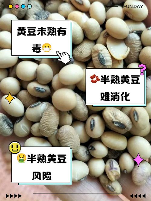 黃豆不泡可以嗎