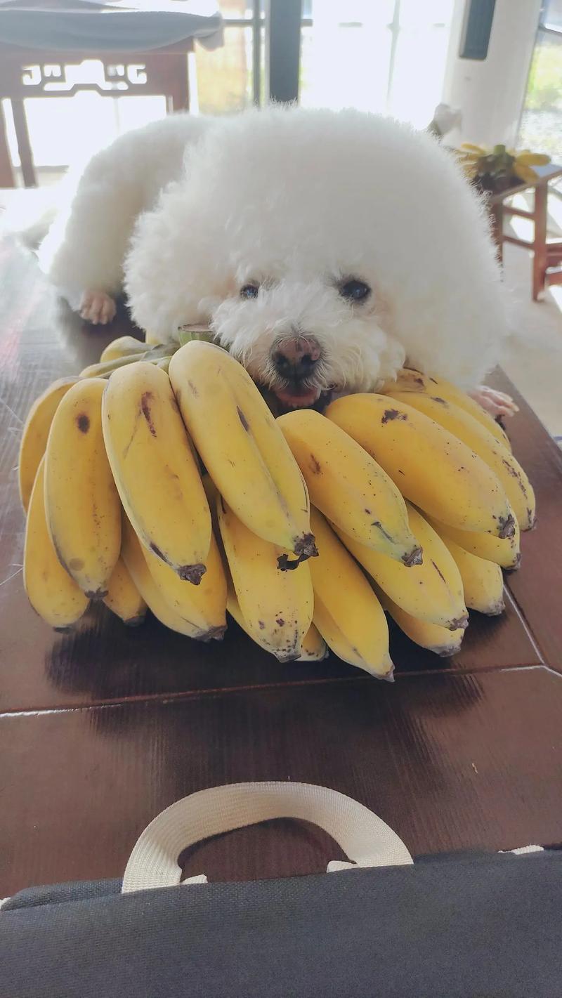 狗狗香蕉