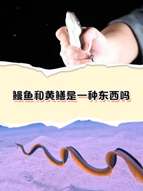 鰻魚是雌雄同體嗎