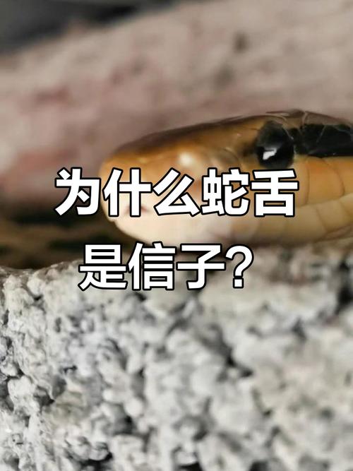 蛇有聽覺嗎
