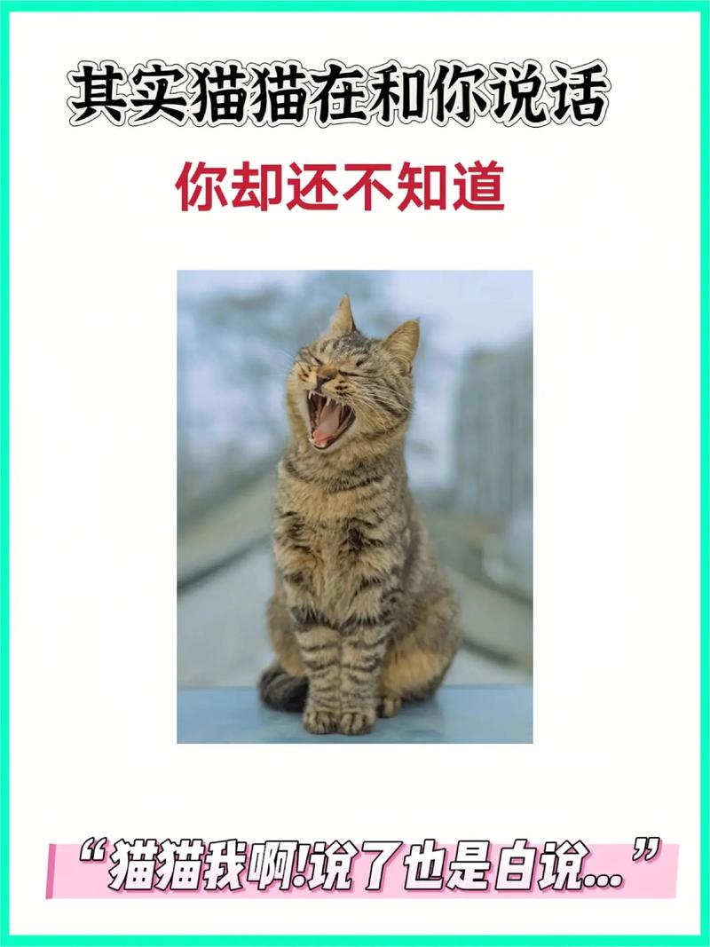 貓咪一直叫是怎麼了