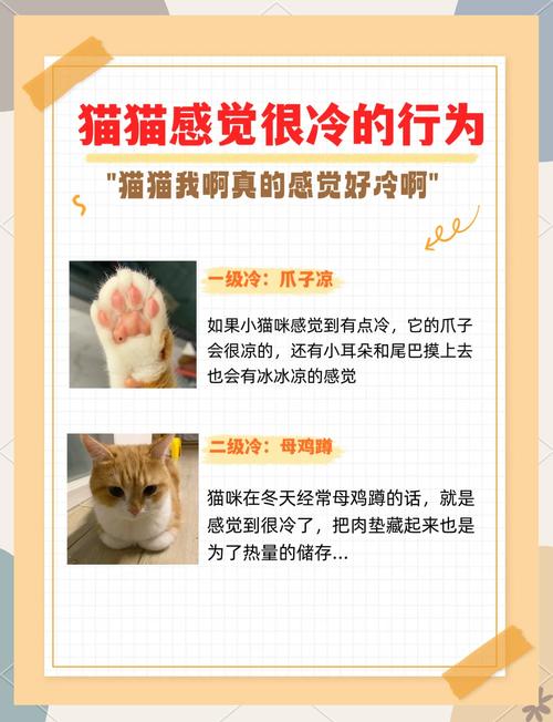 貓咪需要吹冷氣嗎