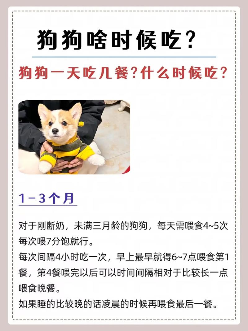 狗狗多大改吃兩餐?黃金轉捩點與餵食策略詳解 3 狗狗多大改吃兩餐