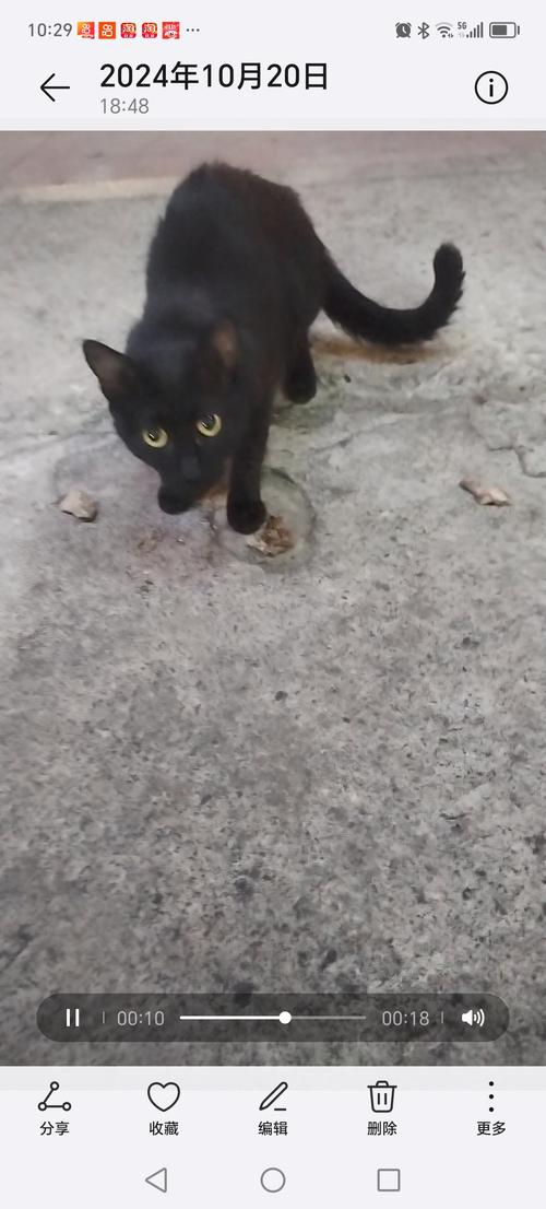 黑貓晚上有送嗎