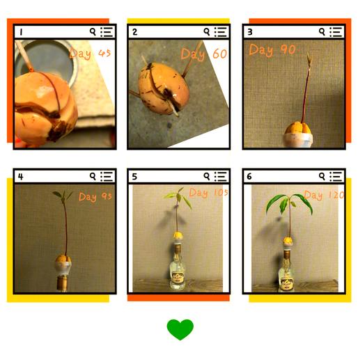 牛油果種子可以吃嗎