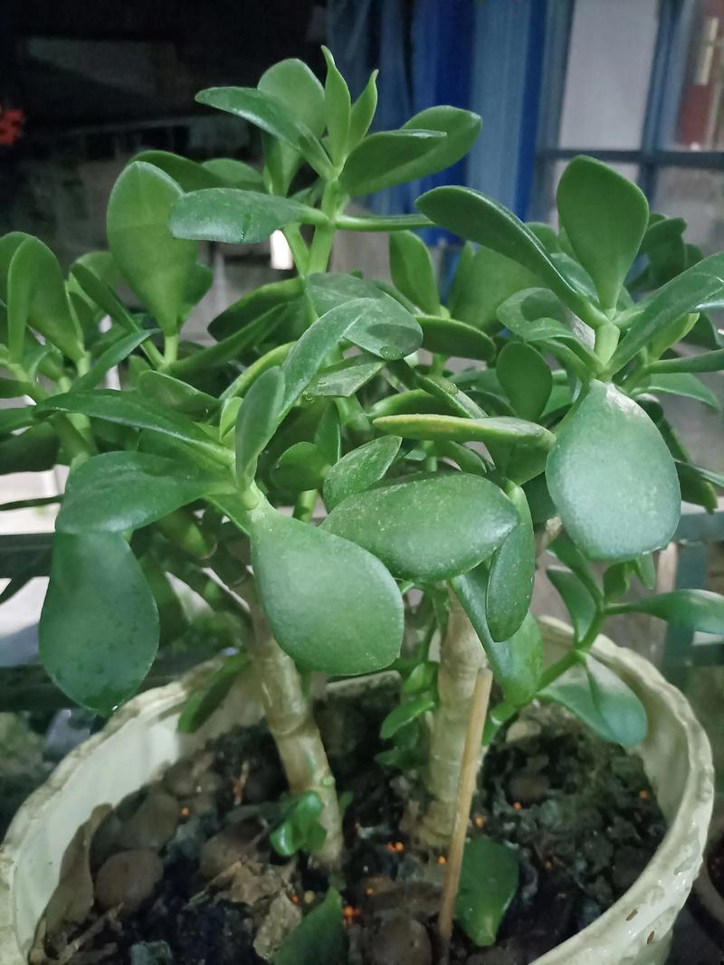 多肉植物晚上澆水可以嗎?關鍵時刻的澆水時機大揭秘 1 多肉可以晚上澆水嗎