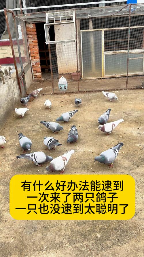 抓鴿子違法嗎?台灣法律解析與實際情況剖析 3 抓鴿子違法嗎