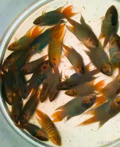 不拉魚是什麼魚