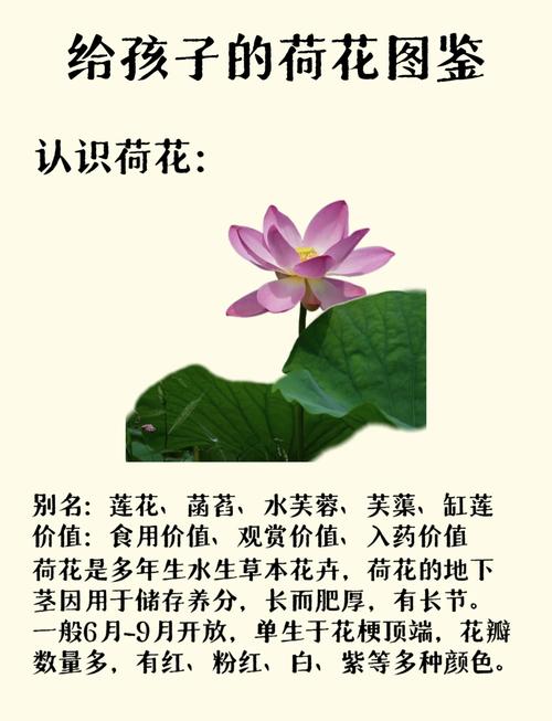 哪個古人喜歡蓮花