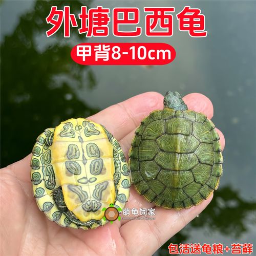 小烏龜叫什麼?認識牠們的獨特「聲」活與溝通方式 3 小烏龜叫什麼